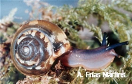 Oxychilus atlanticus (Morelet & Drouët, 1857)